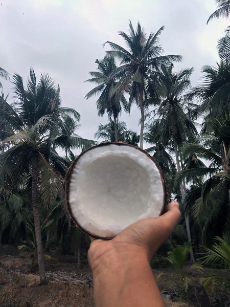 สินค้า ขาย ส่งฟรีกรุงเทพปริมณฑล ประจวบครีรีขันธฺ์ จำหน่ายมะพร้าวกะทิแบบลูก ทับสะแก มะพร้าวกะทิ