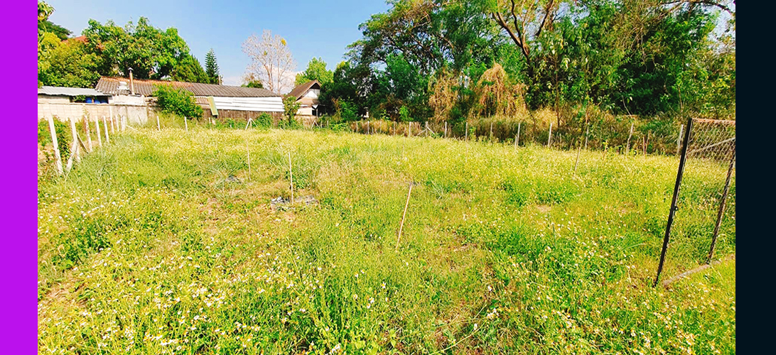 ประกาศ ขาย อพาร์ตเมนต์หรือทำโฮมออฟฟิศ อยู่ในโซนที่มีความต้องการที่อยู่อาศัยสูง เหมาะสำหรับสร้างบ้านสร้างบ้านเช่า ติดซอยเข้าถึงง่าย ที่ดินเชียงใหม่ยินดีรับนายหน้าป่าแดด